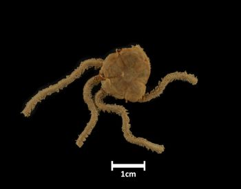 Media type: image;   Invertebrate Zoology OPH-4448 Description: Top of brittle star with a view of the disc.;  Aspect: dorsal